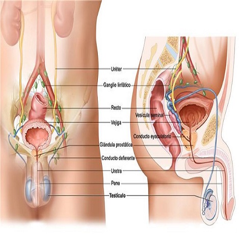 Está formado por un conjunto de órganos y estructuras que intervienen en la función sexual y reproductiva. En los testículos se producen las células espermáticas y las hormonas sexuales masculinas. 
